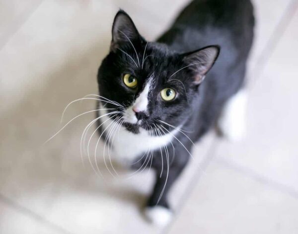 cats for adoption in abu dhabi