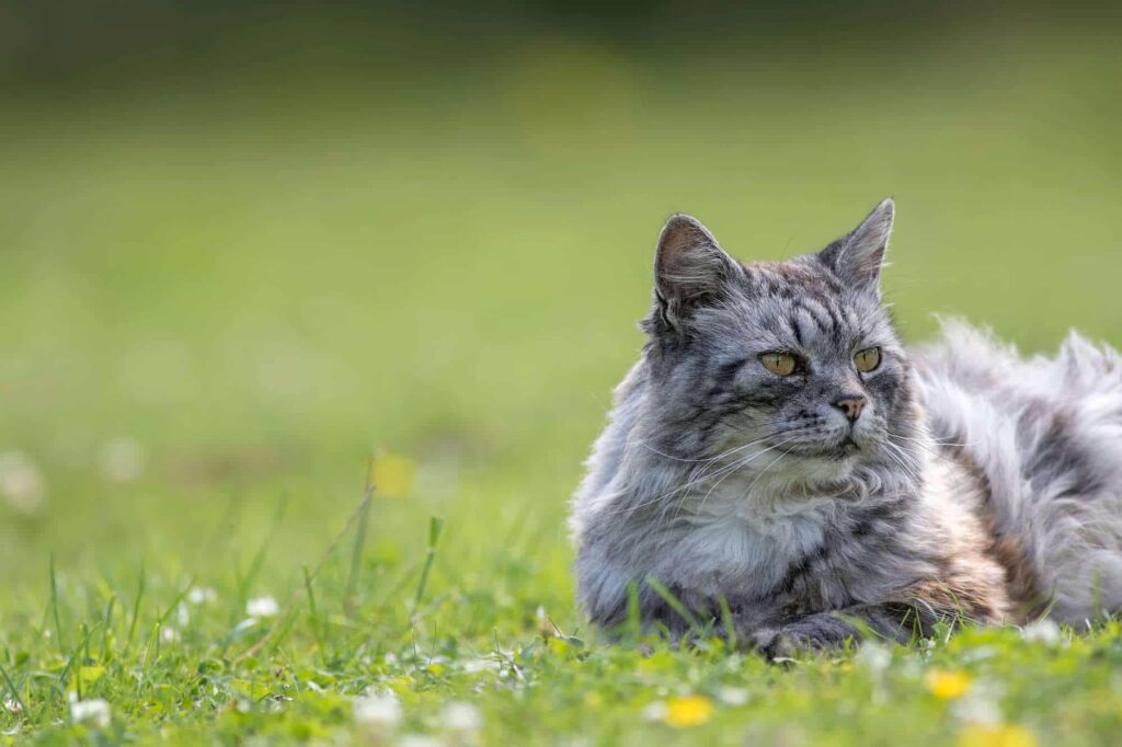 Senior cat