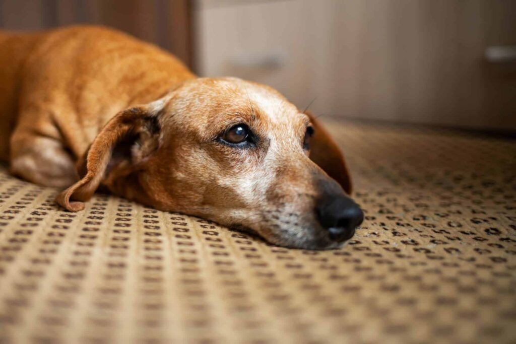 Dog laying on the floor