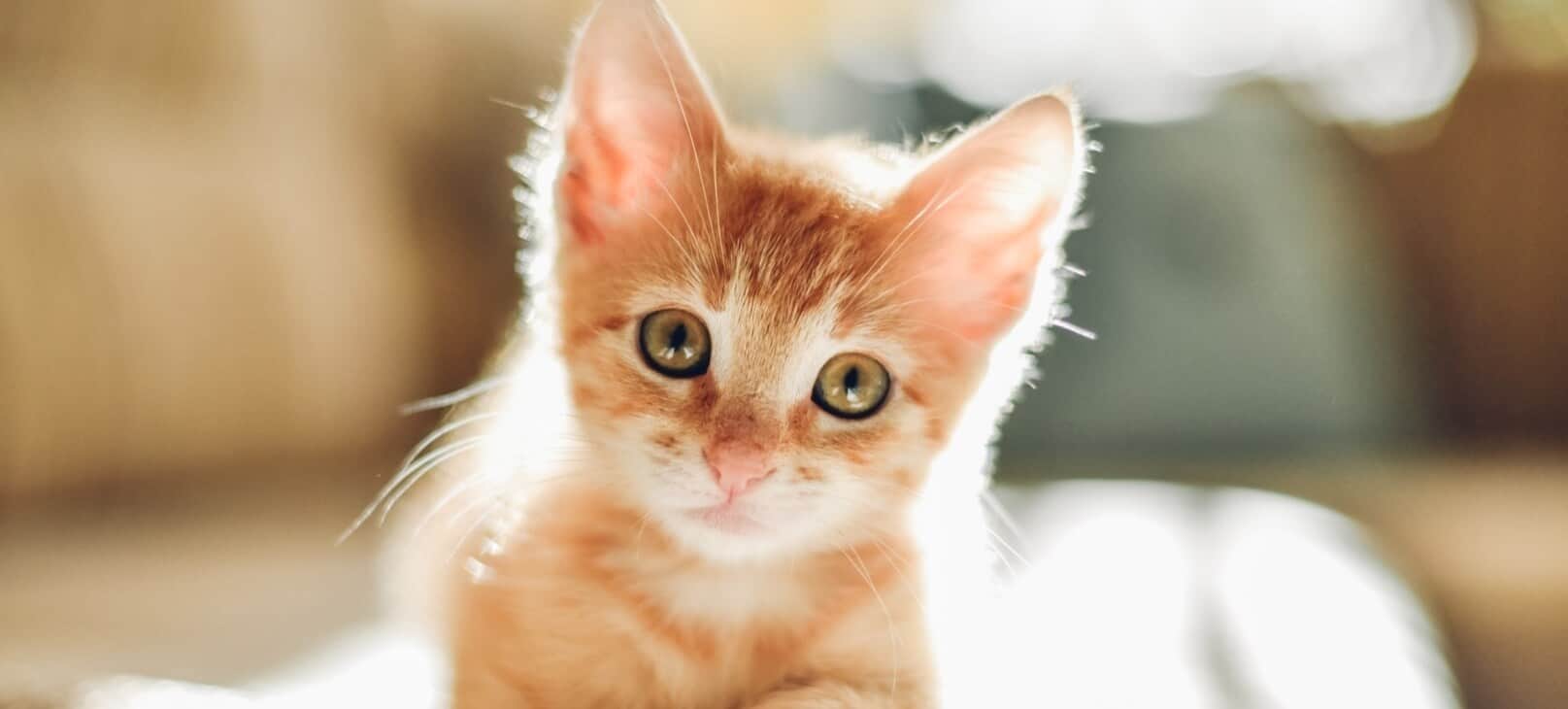 10 Ways to Boost Your Cat’s Immune System - RAWZ