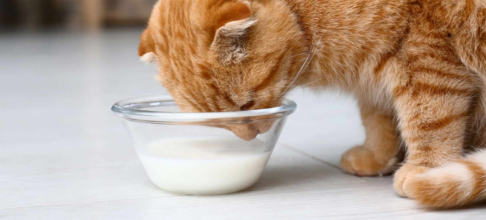 Goat Milk for Cats: Overview, Benefits & FAQs - RAWZ