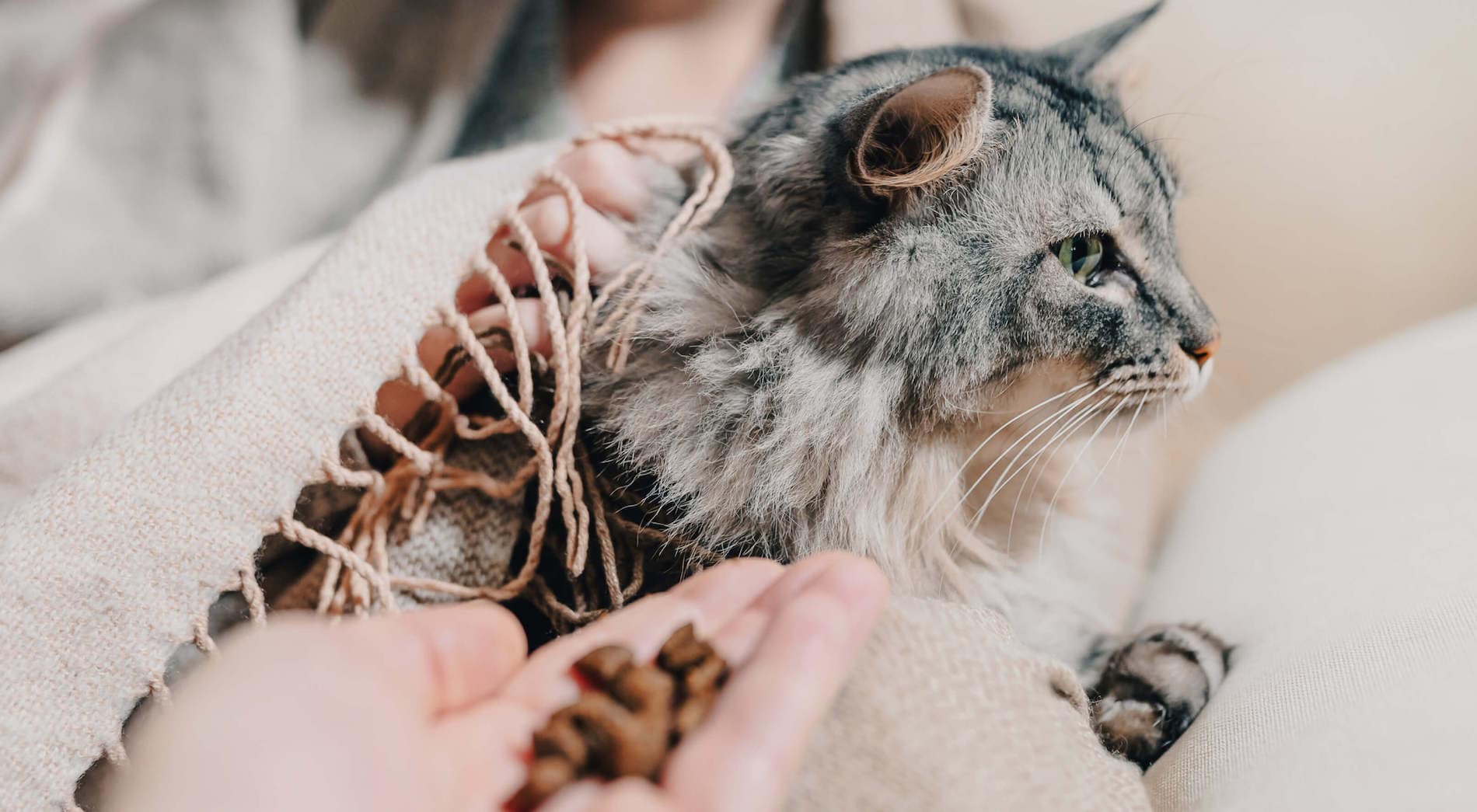Older Cat Losing Weight: 7 Common Causes & What to Do - RAWZ - Recognizing Leukemia In Older Cats Losing Weight