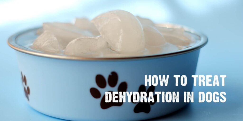 a light blue dog blow with brown paw prints on it filled with iced water