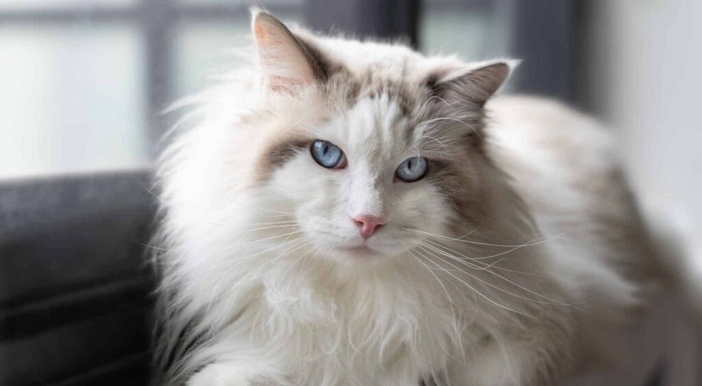 Ragdoll