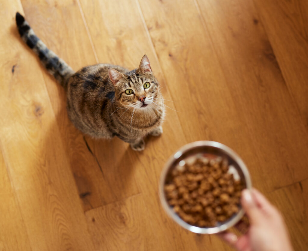 High-Protein Cat Food