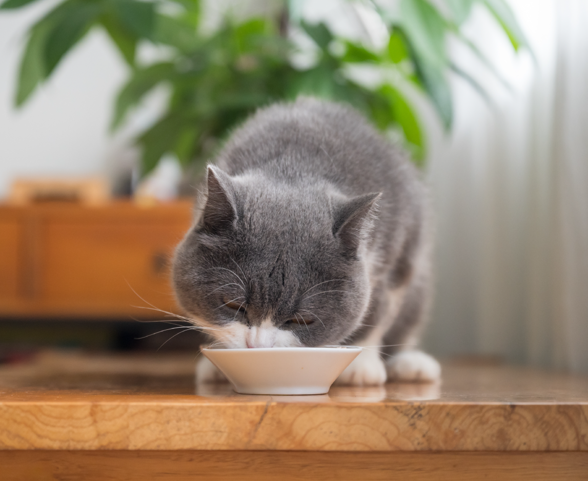 cat food for sensitive stomachs