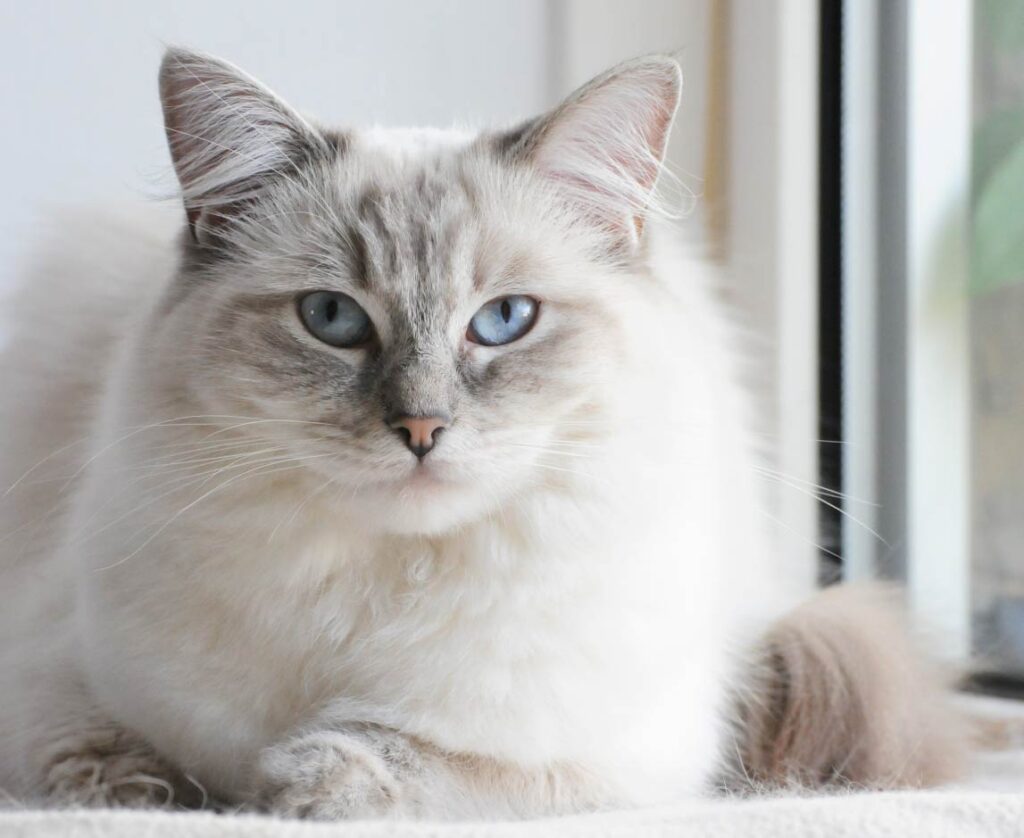 Ragdoll Cat Facts