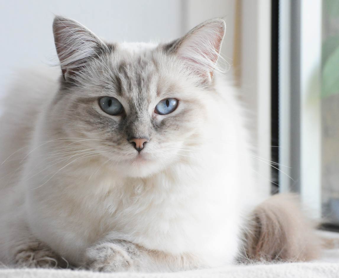 Ragdoll Cat Facts