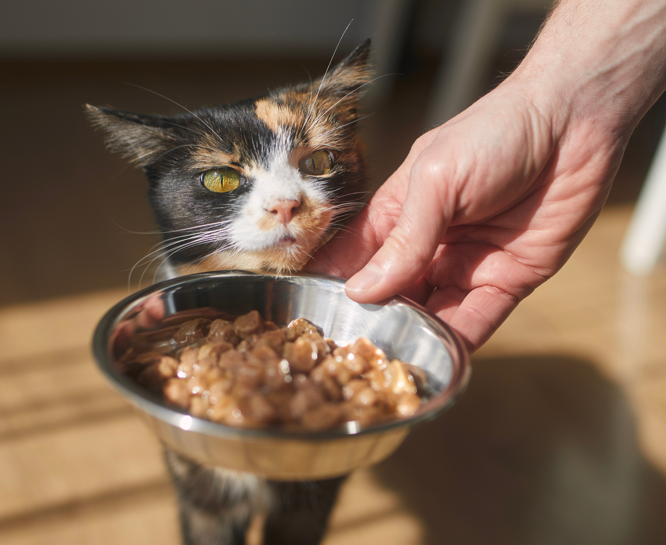 are certain cat breeds more food-motivated