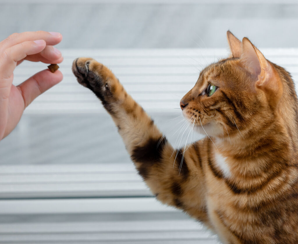 best times to treat your cat