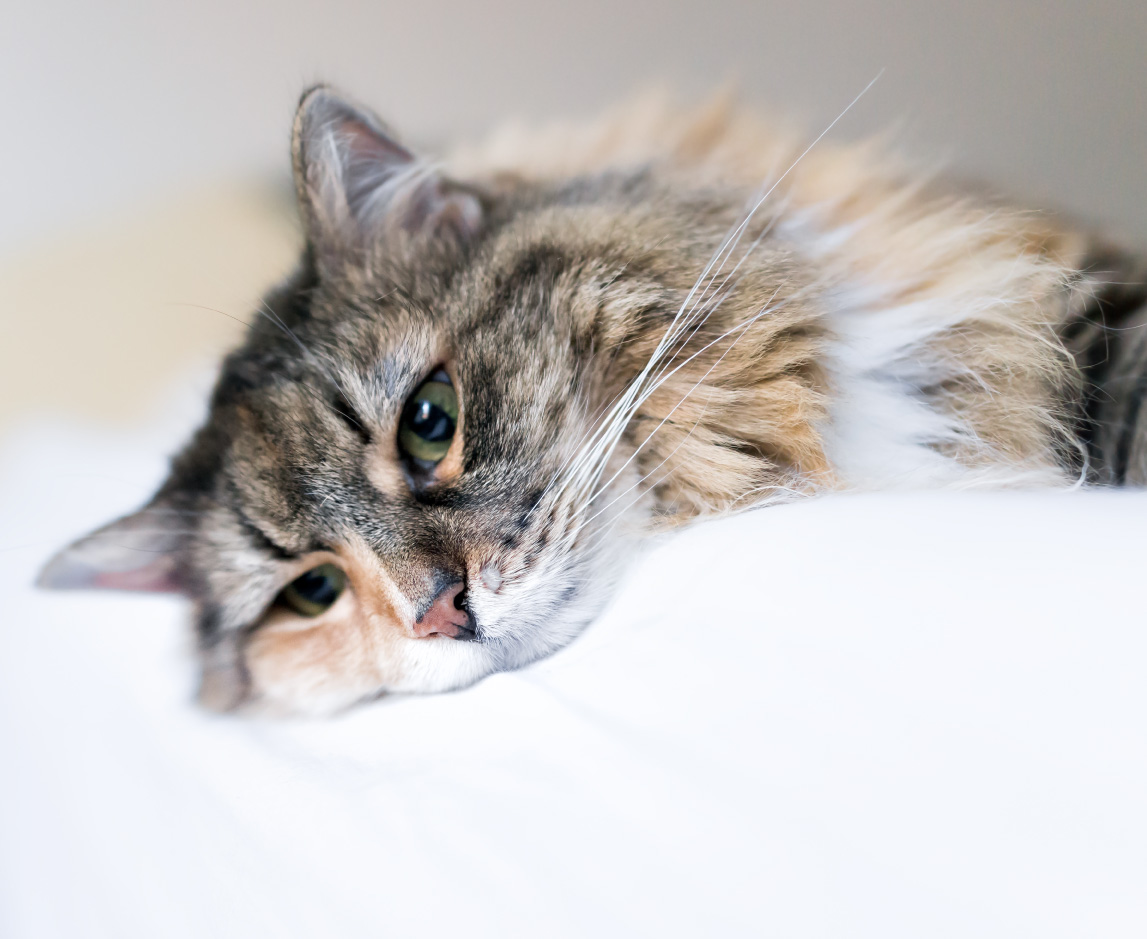 does my cat get lonely