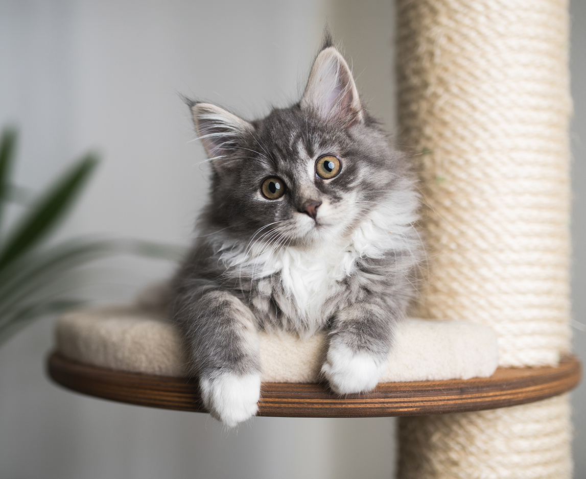 best daily routine for a happy kitten