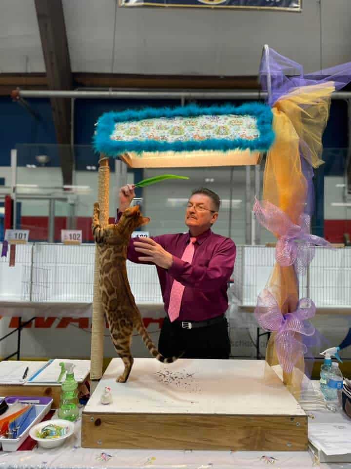 A man in a magenta button-down shirt and pink tie holds a green feather above the head of a brown spotted cat. The cat stands on its hind legs and grips onto a scratching post.