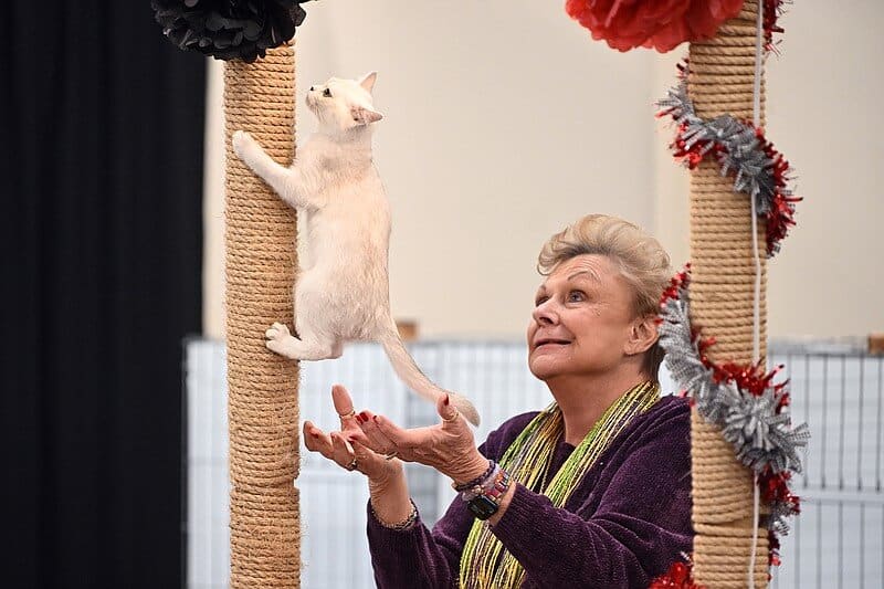 A woman in a purple sweater looks up and holds her hands out underneath a white kitten as it climbs a scratching post.
